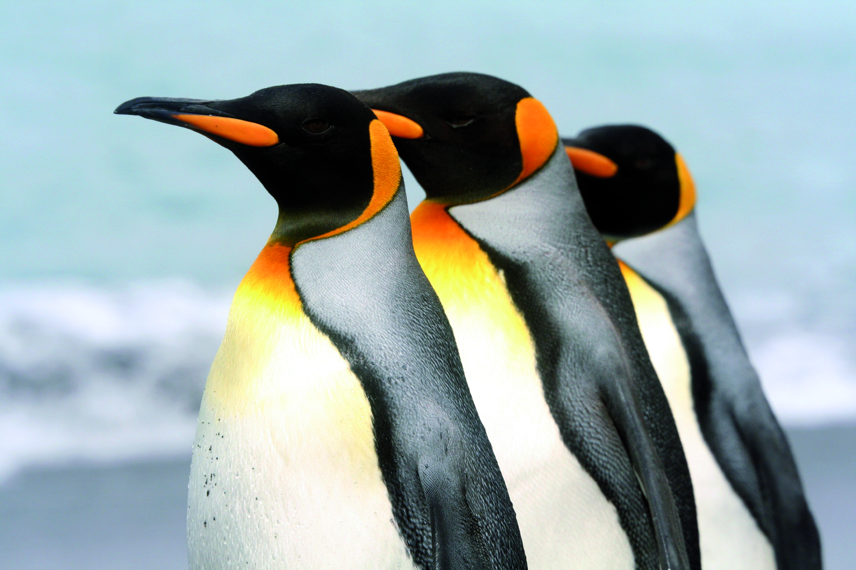 rencontres au bout du monde antarctique